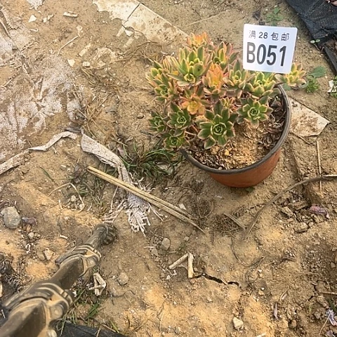 051甜茶不包断枝