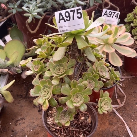 975多肉植物原始绿