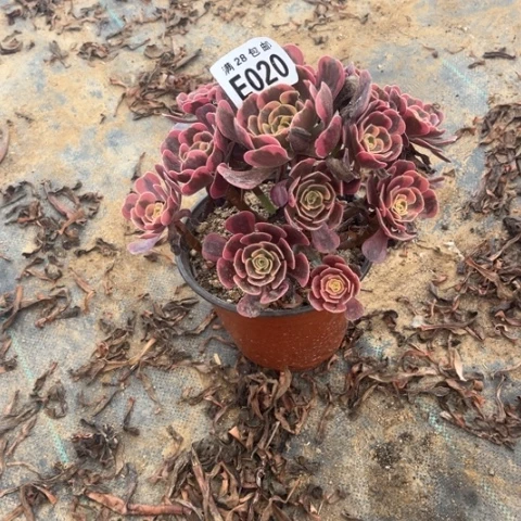 020多肉植物爱神