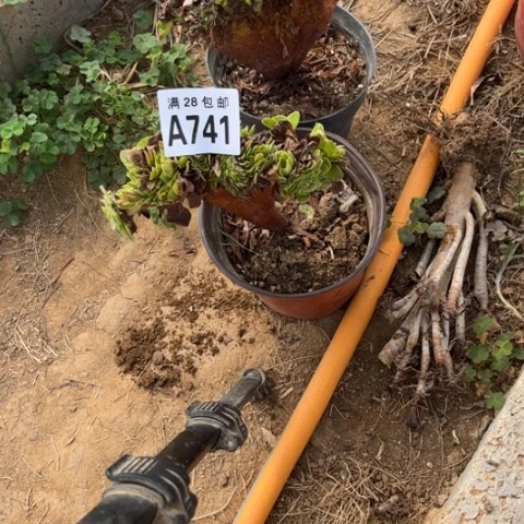 741多肉植物万圣节缀