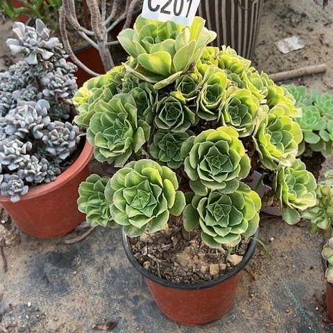 201琉璃翡翠不包断枝