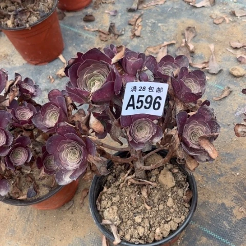 596多肉植物枚金玫瑰