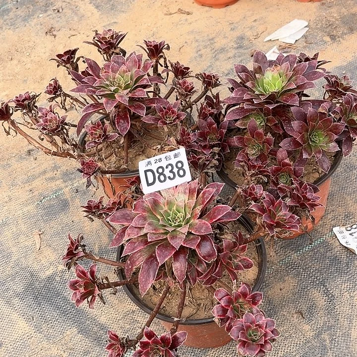 ?****?838三个不包断枝