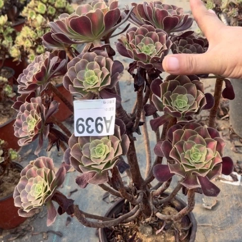 939多肉植物华纳