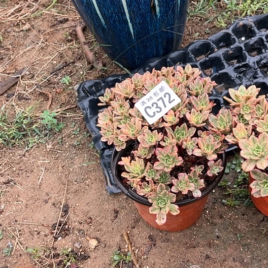 371甜茶不包断枝多肉