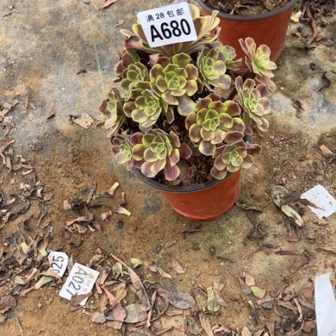 680多肉植物欧嘉莉