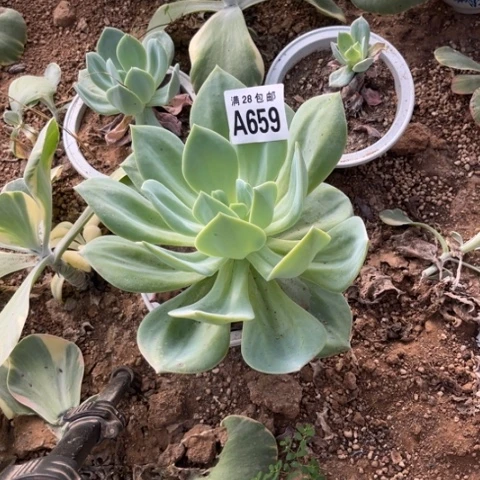 659多肉植物白凤