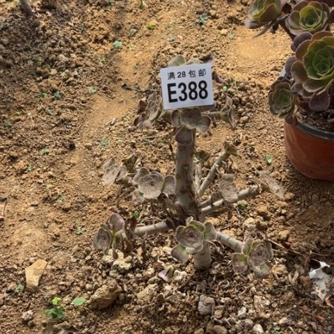388多肉植物拉丝锦