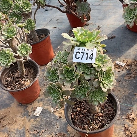 714原始绿不包断枝