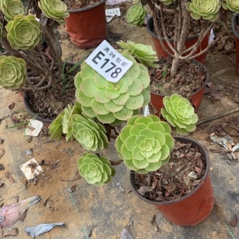 178多肉植物万圣节