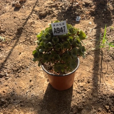 947多肉植物绿玫瑰