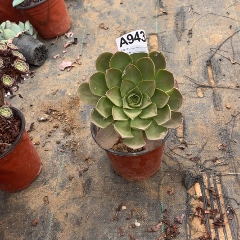 943多肉植物香炉盘