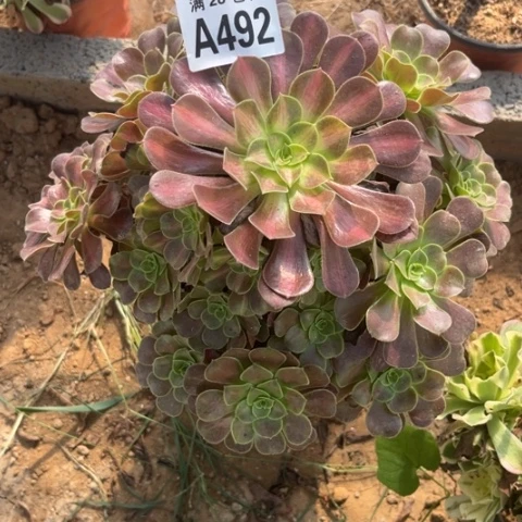 492多肉植物华纳