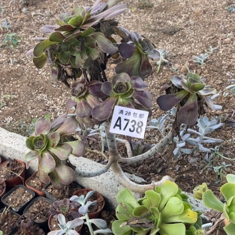 ?****?738多肉植物红酒元叶