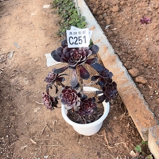 251魔法师不包断枝