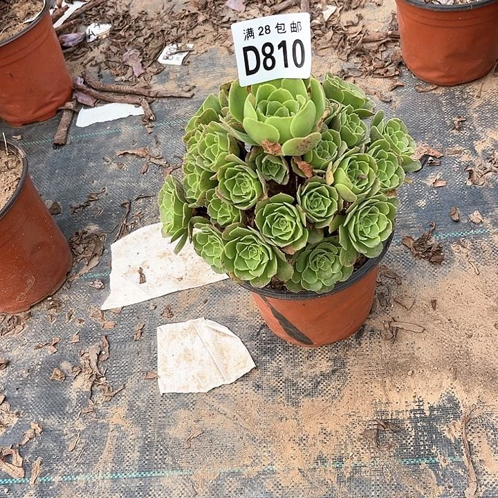 810绿玫瑰不包断枝