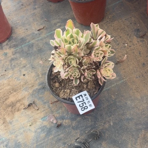 758多肉植物女巫