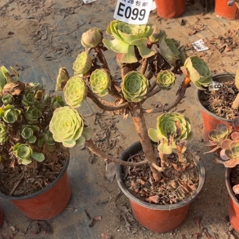 099多肉植物万圣节