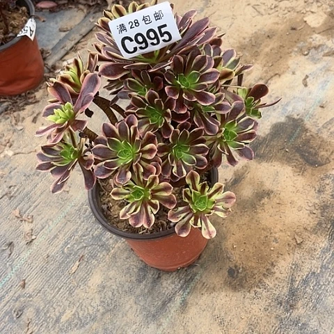 995欧嘉莉不包断枝