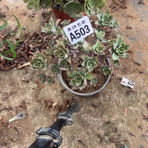 503多肉植物多肉植物