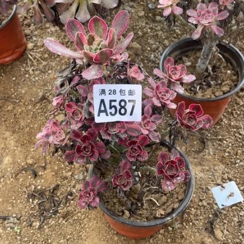 587多肉植物香奈儿