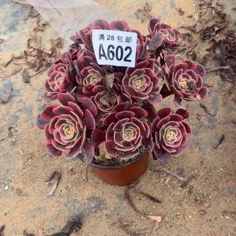 602多肉植物爱神