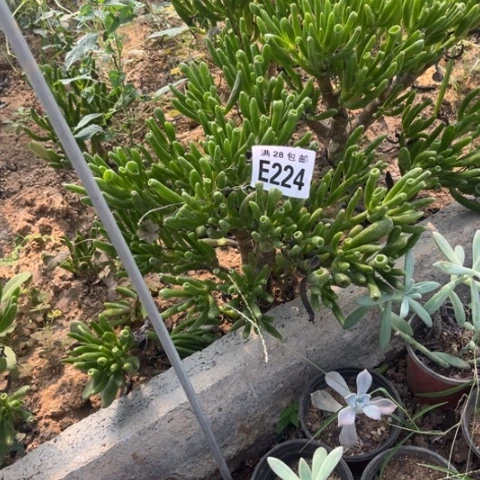 224多肉植物多肉植物