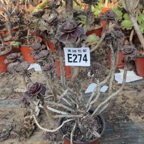 274多肉植物红酒元叶