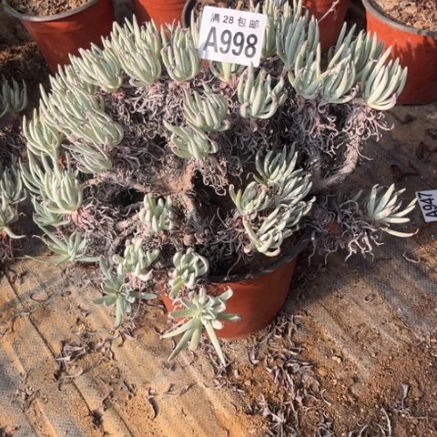998多肉植物爱度莉丝