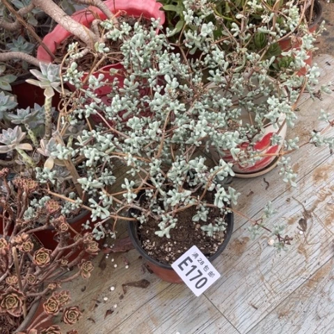 170多肉植物多肉植物