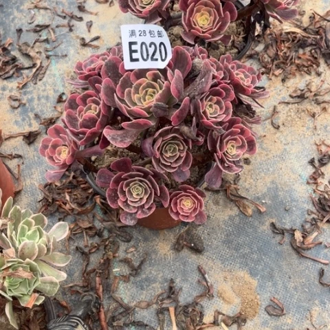 020多肉植物爱神