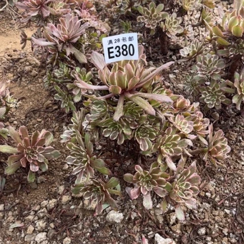 380多肉植物紫霞