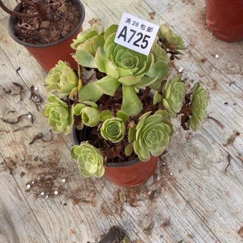 725多肉植物万圣节