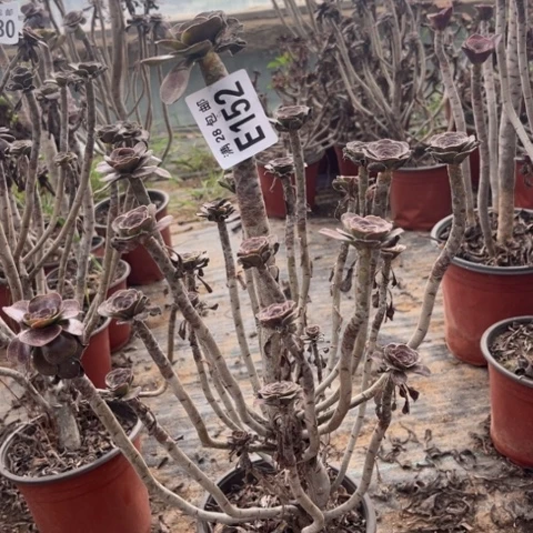 152多肉植物红酒元叶