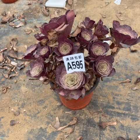 595多肉植物枚金玫瑰