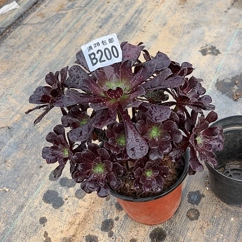 200欧紫不包断枝