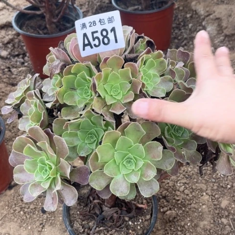 581多肉植物梅花破地