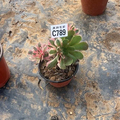 789女巫花脸不包断枝