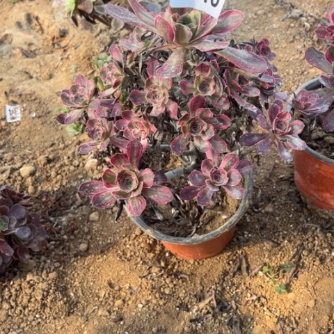 218多肉植物香奈儿