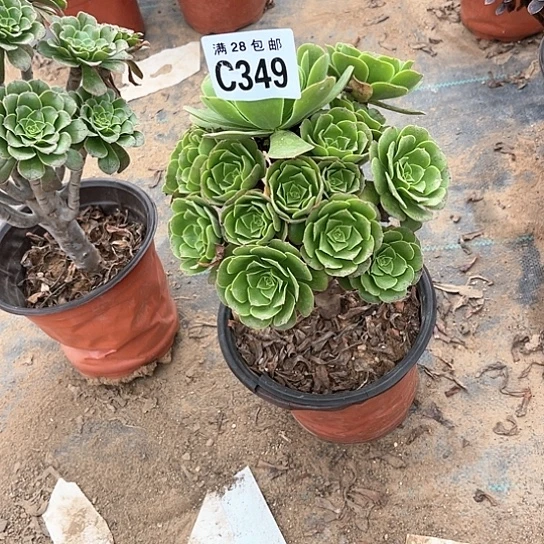 349绿羊绒不包断枝