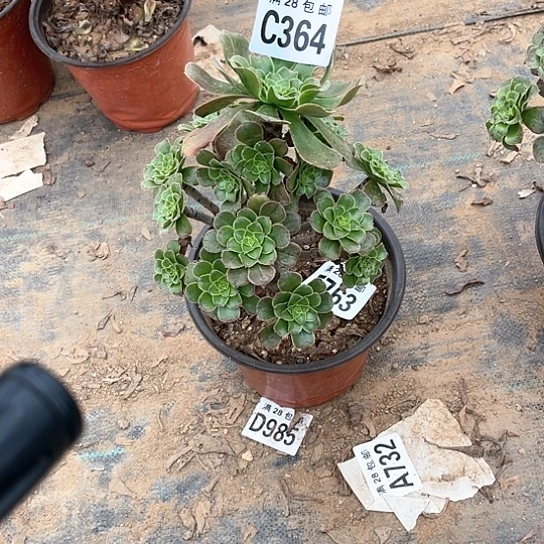 364原始绿不包断枝