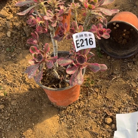 216多肉植物香奈儿