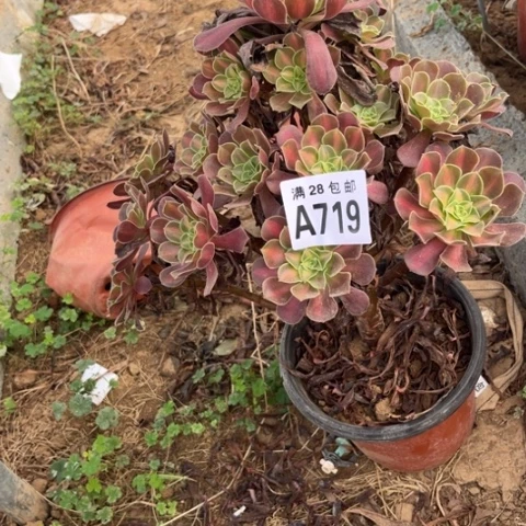 719多肉植物华纳