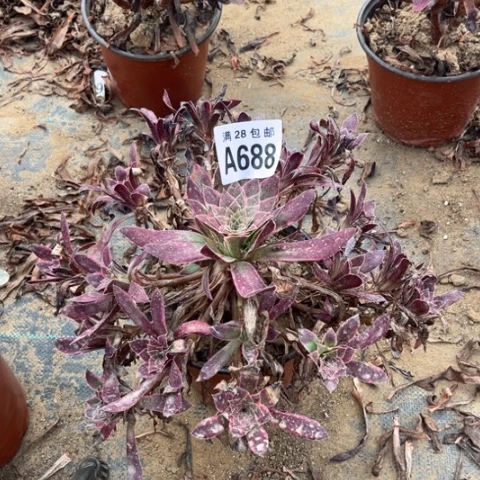 688多肉植物孔雀锦