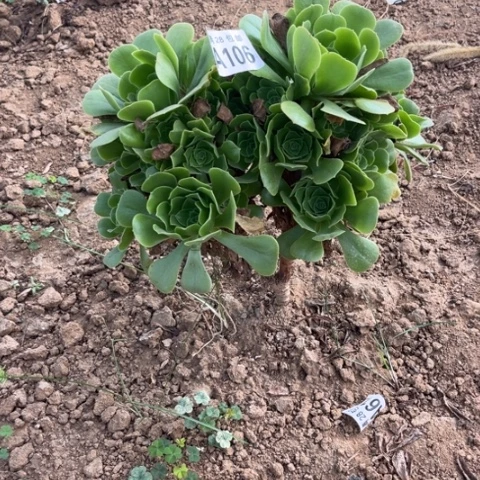106多肉植物绿玫瑰
