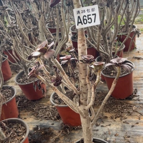 657多肉植物无毒