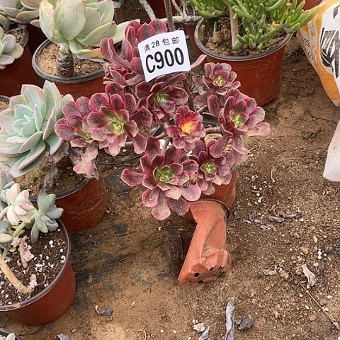 900美杜莎不包断枝