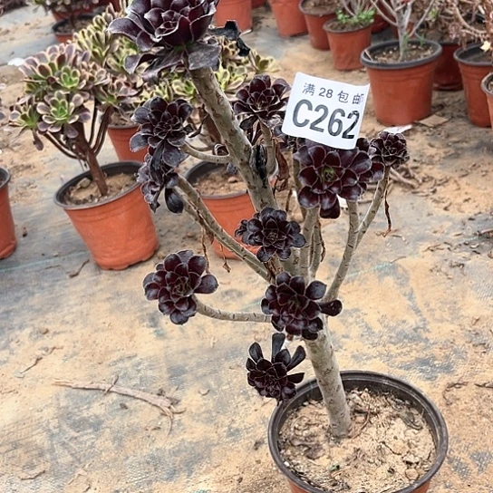 262魔法师不包断枝