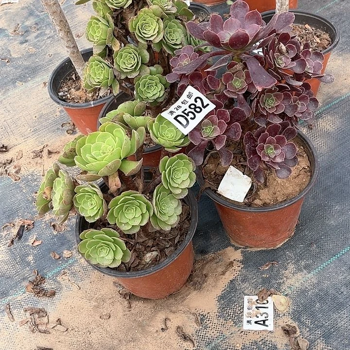 582三个不包断枝