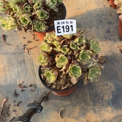 191多肉植物韶华